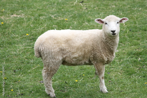 Romney Sheep Ewe
