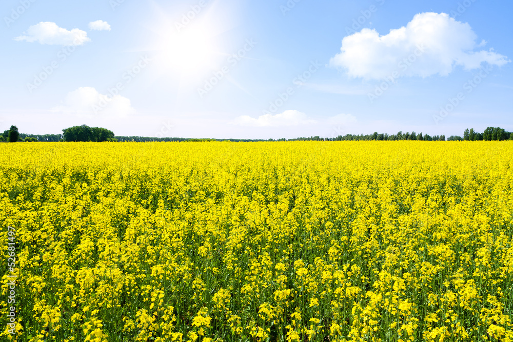 Obraz premium Rapeseed field