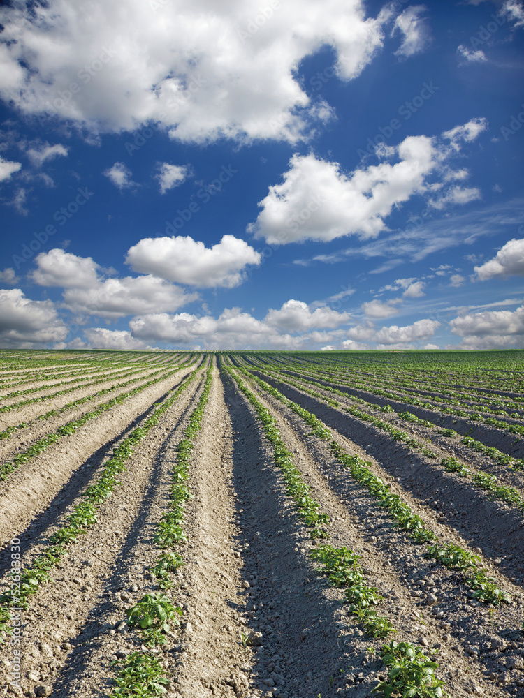 field of potatoes and the sky in spring