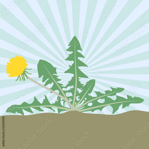 Dandelion flower vector background card