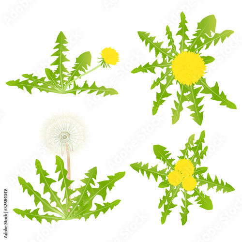 Blow Dandelion vector background