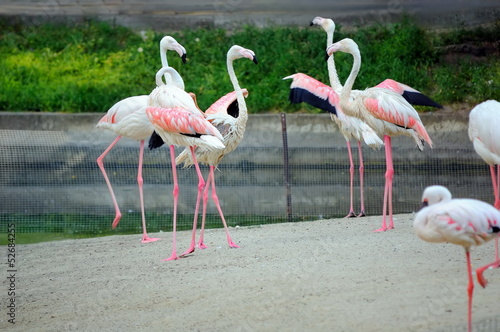 Dance of pink flamingo