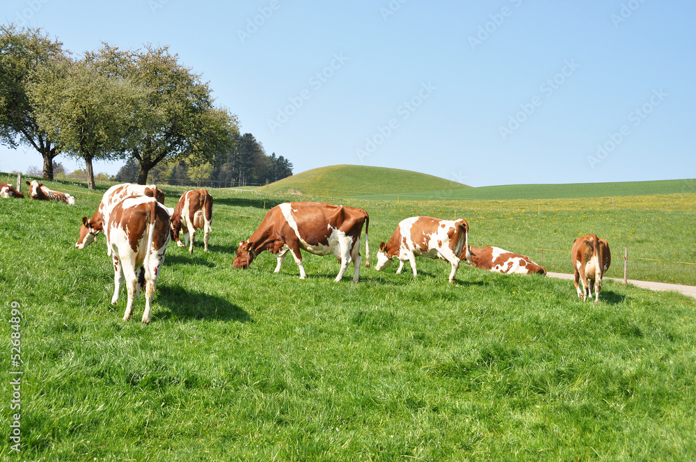 Cows in Emmental region, Switzerland Cows in Emmental region, Switzerland