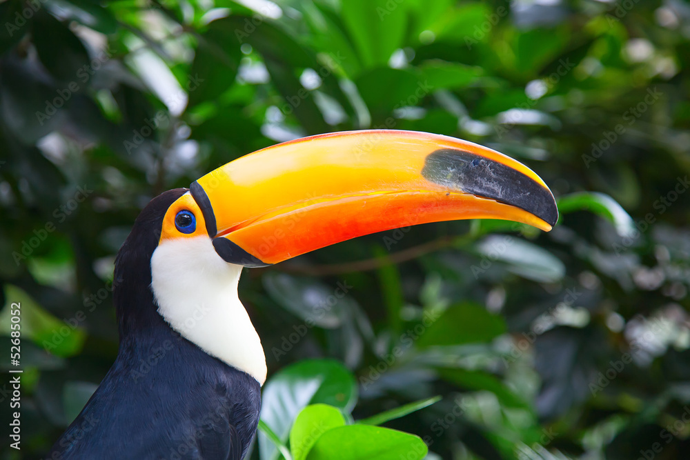 Naklejka premium Colorful tucan