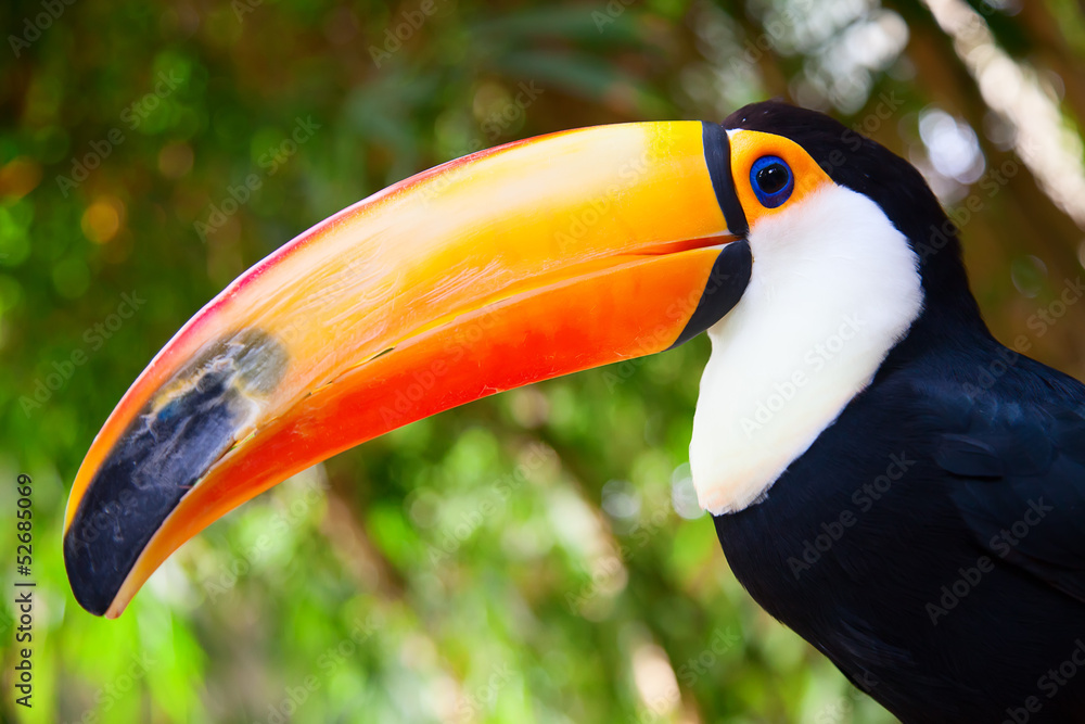 Colorful tucan