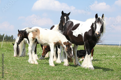 Fototapeta Naklejka Na Ścianę i Meble -  Batch of horses on pasturage