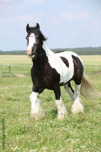 Fototapeta Naklejka Na Ścianę i Meble -  Gorgeous irish cob stallion running