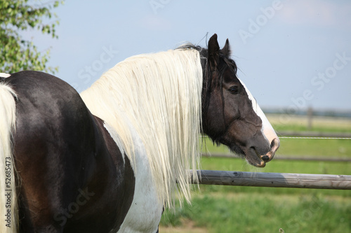 Fototapeta Naklejka Na Ścianę i Meble -  Gorgeous irish cob stallion with long mane