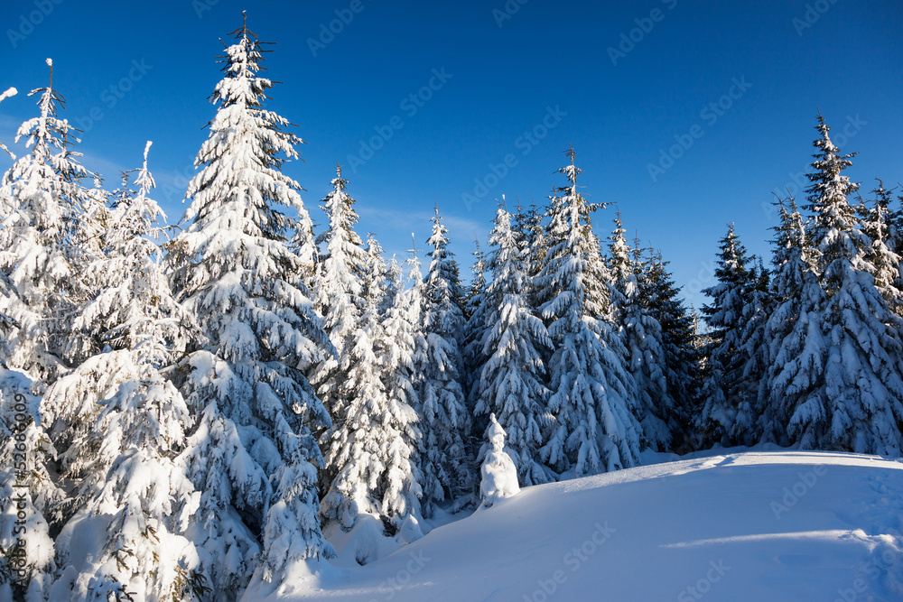 Fototapeta premium winter