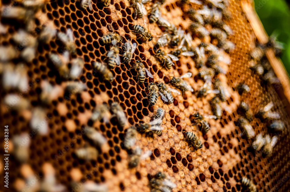 honeycombs honeycombs