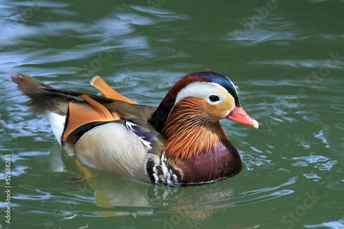 Male mandarin duck