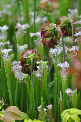 Carnivorous Plants