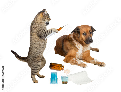 Fototapeta Naklejka Na Ścianę i Meble -  Veterinarian cat treating sick dog on white