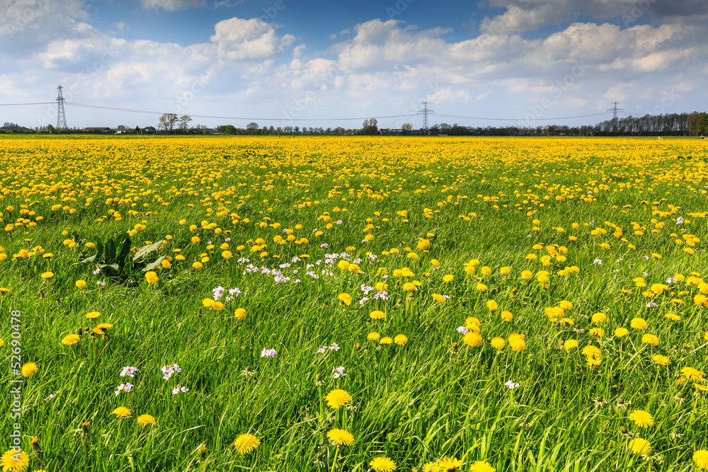 Fototapeta premium Dandelion flower field in bloom