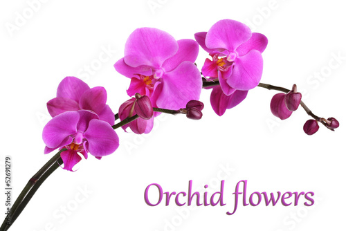 Obraz na plátně Gentle beautiful orchid isolated on white