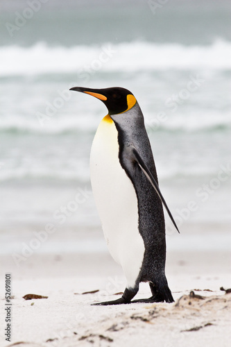 King penguin, falkland islands