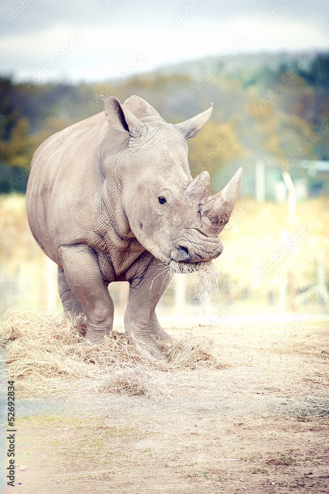 Fototapeta premium Rhinocéros