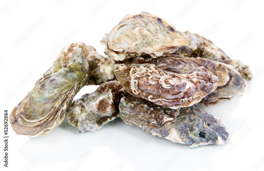 Oysters isolated on white Oysters isolated on white