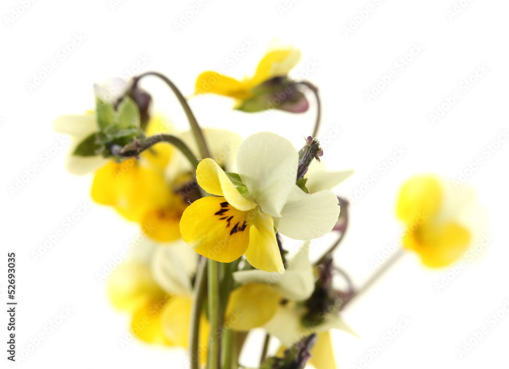Fototapeta premium Little wild pansies, isolated on white