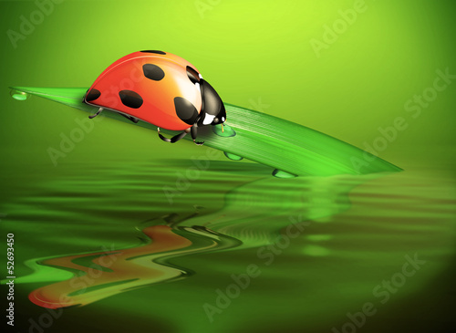 Marienkäfer auf Grashalm im Teich