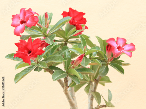 Flower Pink Adenium