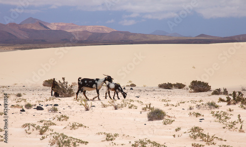 Northern Fuerevnetura, goats in the dunes © Tamara Kulikova