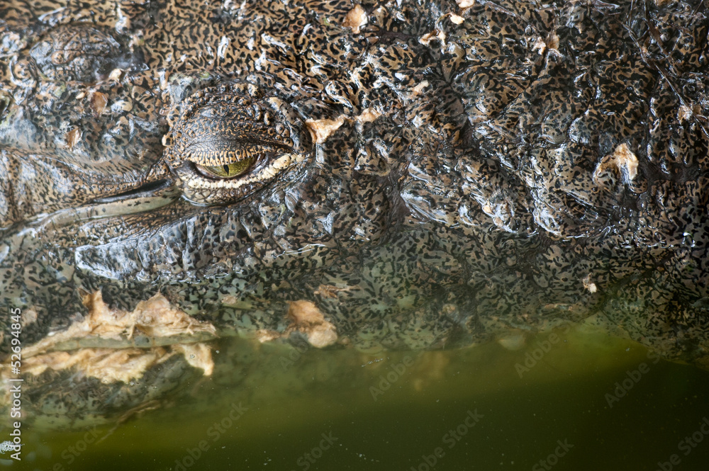Obraz premium Oeil du crocodile du nil