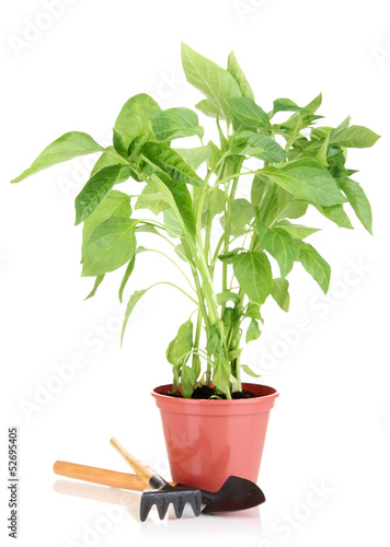 Pepper seedlings with garden tools isolated on white