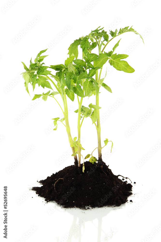 Young plant in ground isolated on white Young plant in ground isolated on white