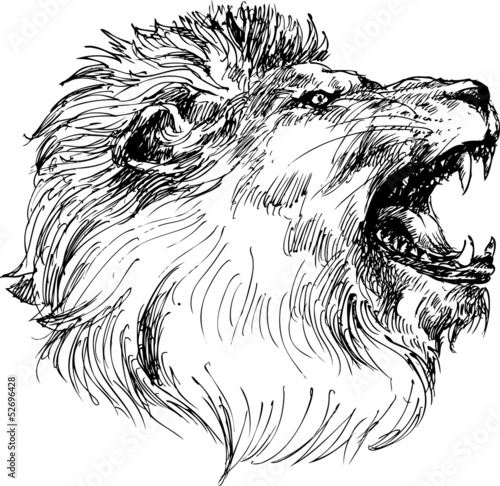 lion head hand drawn