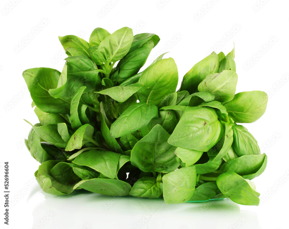 Green fresh basil isolated on white Green fresh basil isolated on white