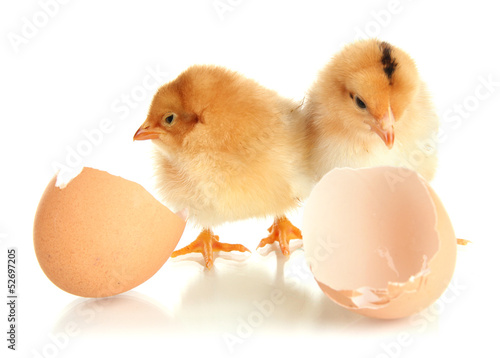 Little chickens with eggshell isolated on white