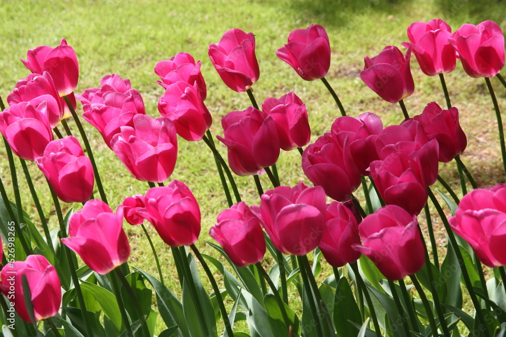 Fototapeta premium Tulips in Spring