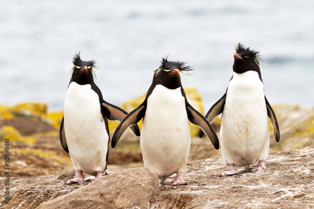Fototapeta premium Rockhopper Penguins walking uphill