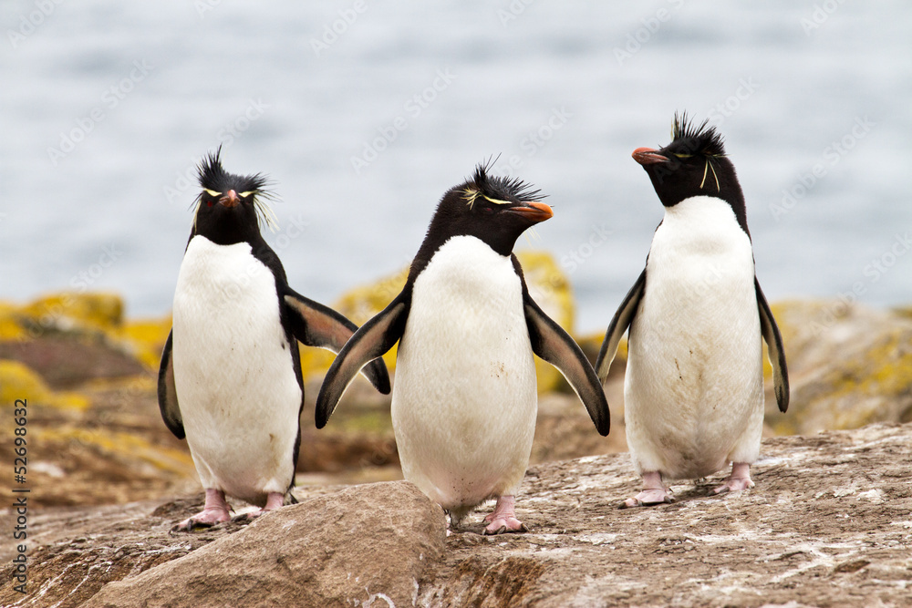 Obraz premium Rockhopper Penguins walking uphill