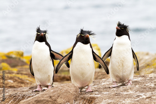 Rockhopper Penguins walking uphill