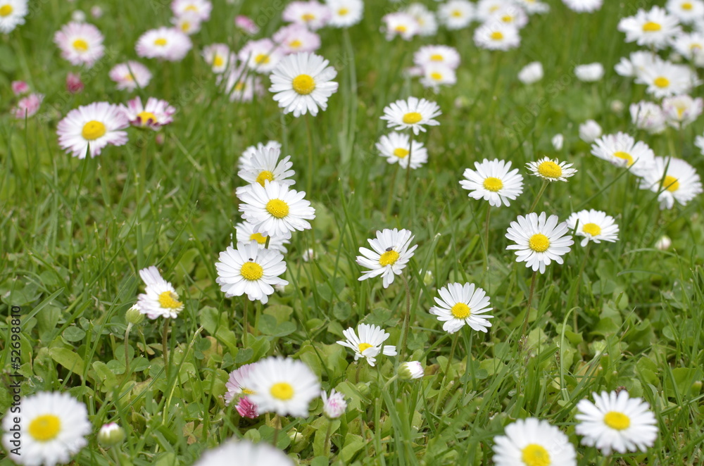 Fototapeta premium Green Meadow Full of Daisy Flowers