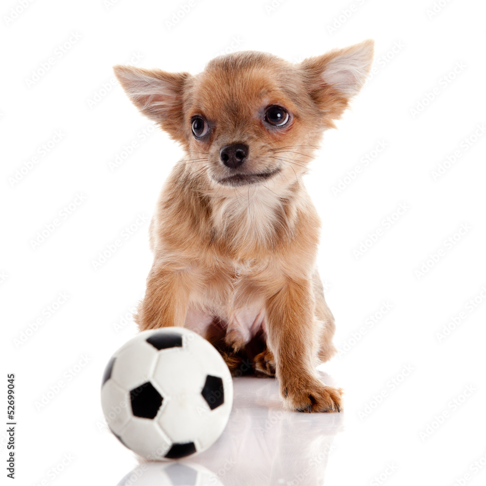 Chihuahua , 5 months old. chihuahua dog isolated on white backgr Chihuahua , 5 months old. chihuahua dog isolated on white backgr