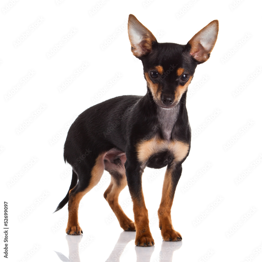 Chihuahua dog on white background. Chihuahua dog on white background.