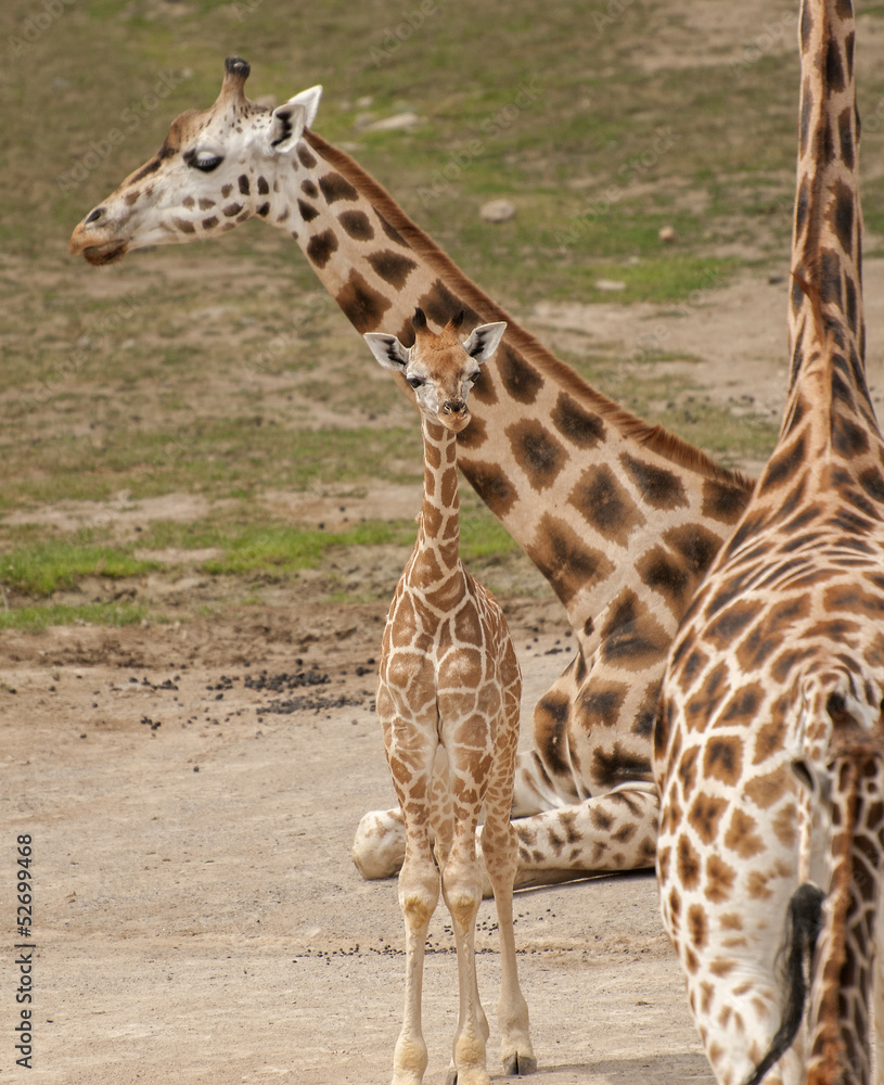 Obraz premium Giraffe