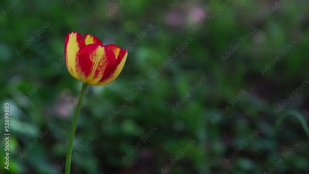 Red and yellow tulip moving gently in the wind Red and yellow tulip moving gently in the wind