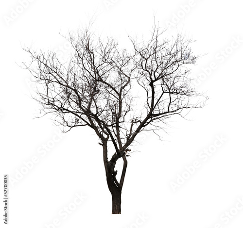 leafless tree isolated on white