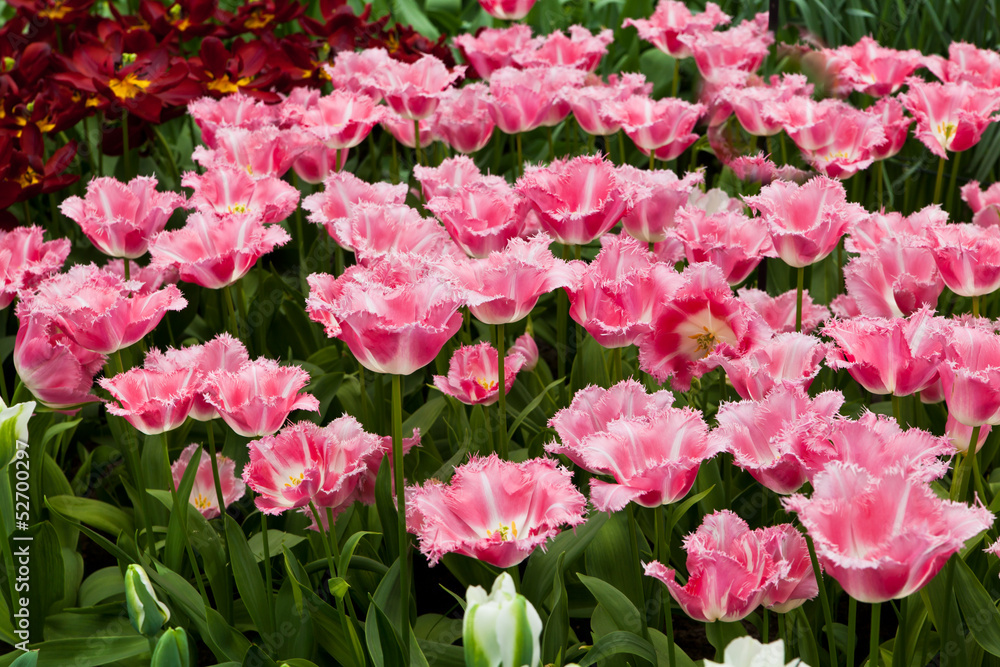 Fototapeta premium Beautiful spring flowers. Tulips