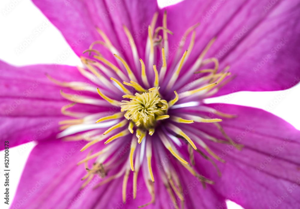 Obraz premium lilac flower