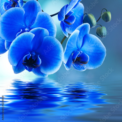 orquídea azul y reflejo en el agua