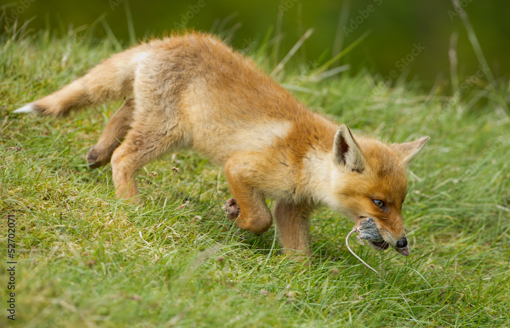 Fototapeta premium Red fox Cub with a mouse in his mouth
