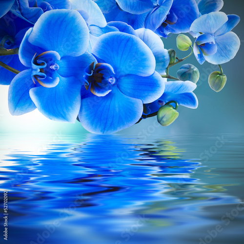 ramo de orquídea y reflejo en el agua
