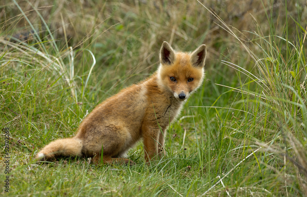 Obraz premium Red fox Cub