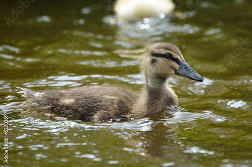 duckling swimming in water