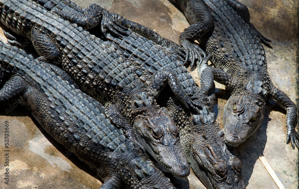 Obraz premium Alligators